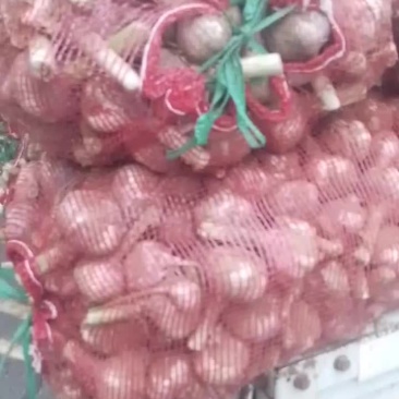 河南大蒜。产地直发品种齐全对接全国巿厂