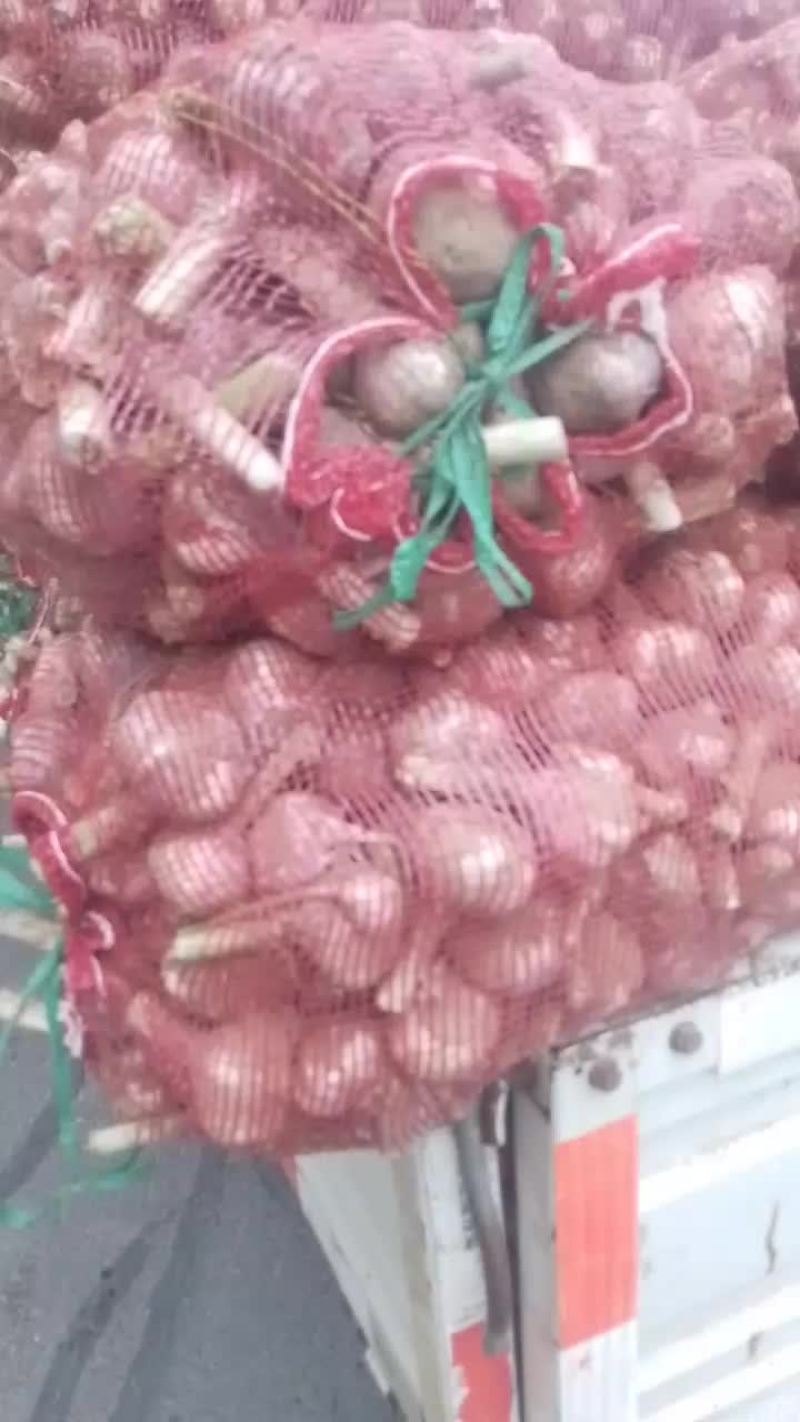 河南大蒜。产地直发品种齐全对接全国巿厂