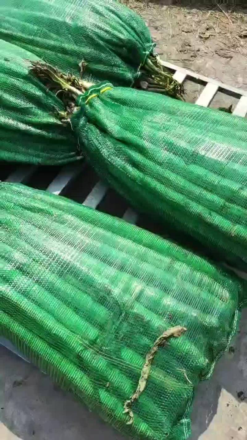 莴苣杆子大量供应