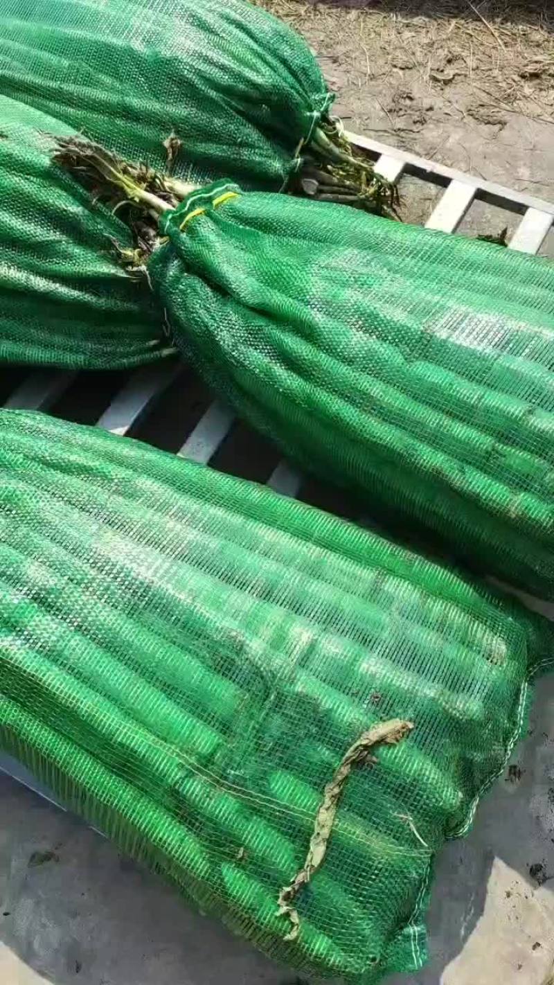 莴苣杆子大量供应