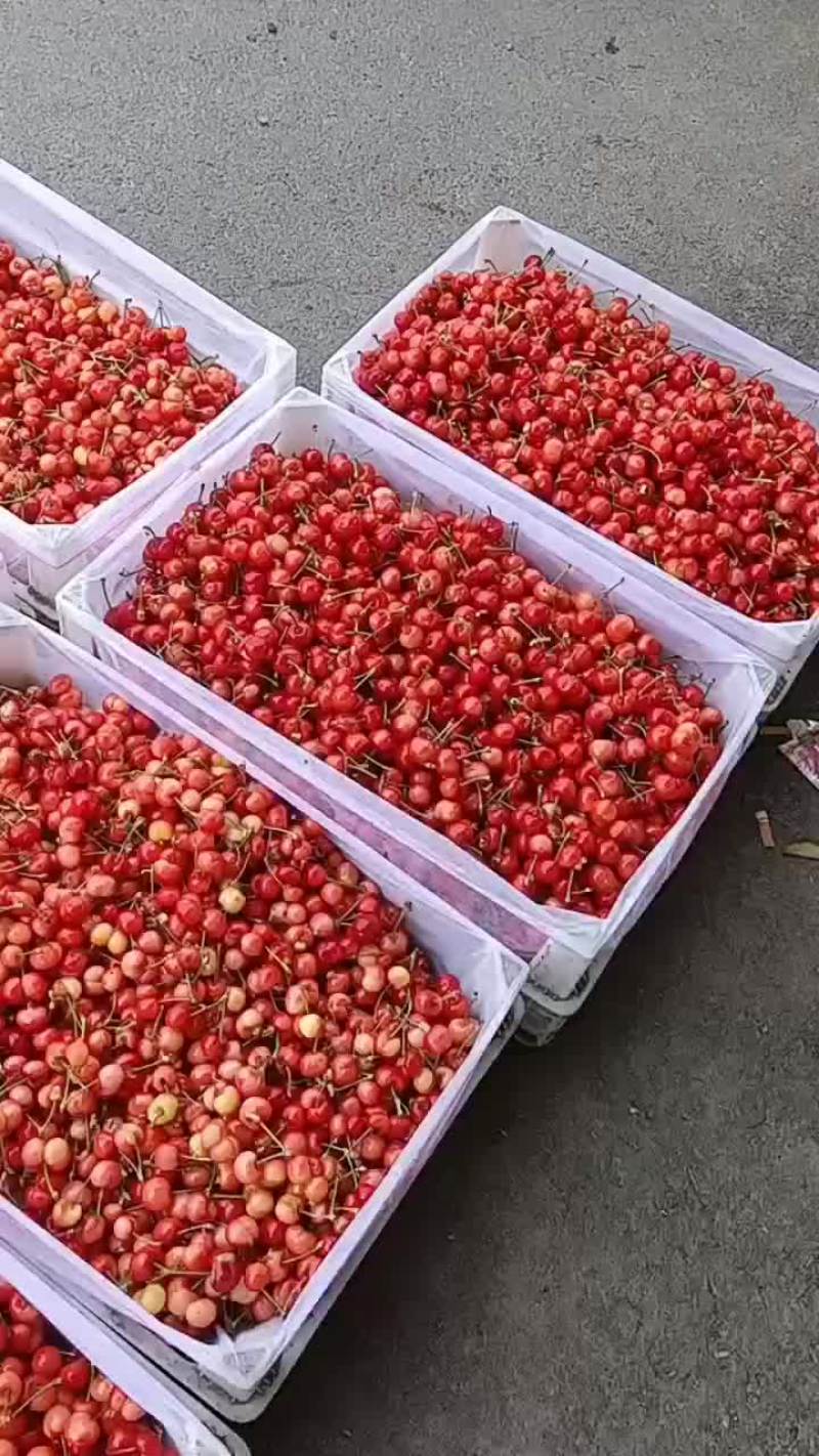 山东露天大樱桃上市，大量上市。品种齐全