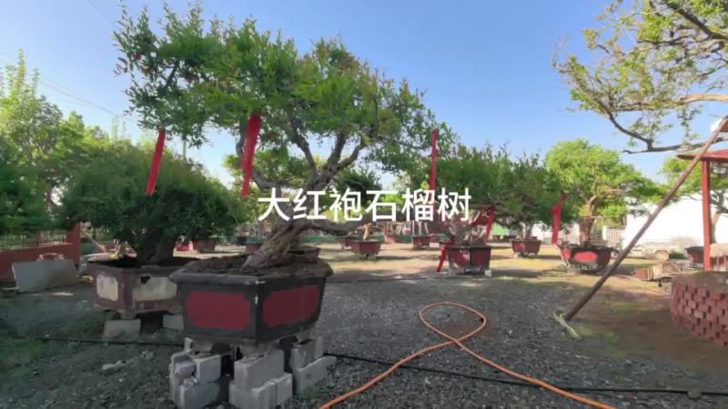 精品大红袍飘枝石榴树