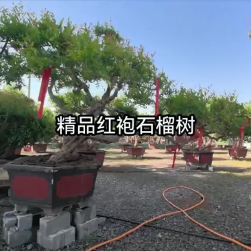 精品大红袍飘枝石榴树