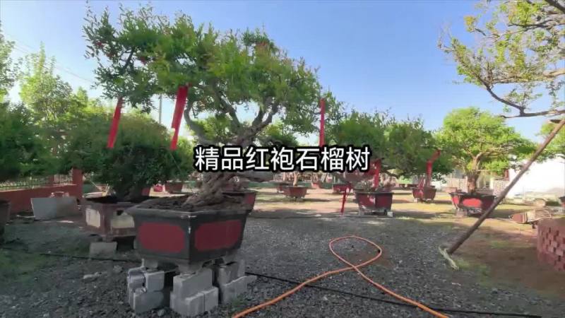 精品大红袍飘枝石榴树