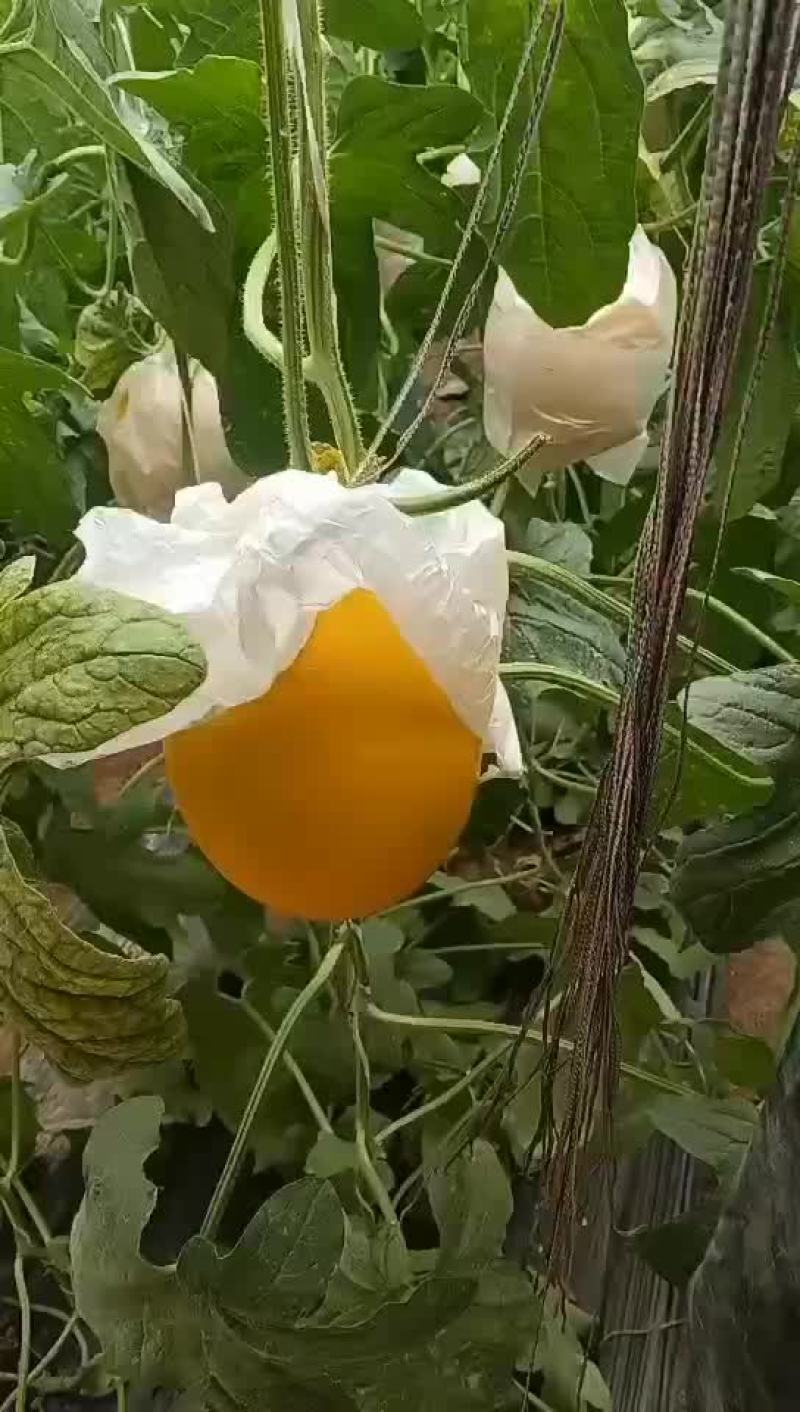 甜瓜