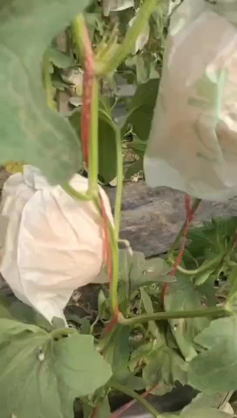 甜瓜