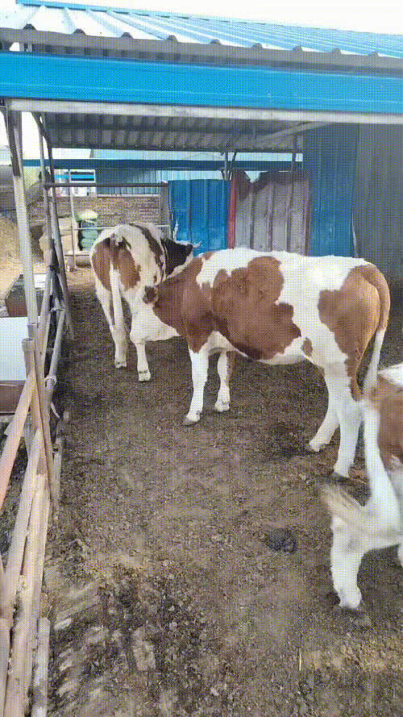 小公牛，小母牛，老片，二槽公牛，对牛，怀胎牛