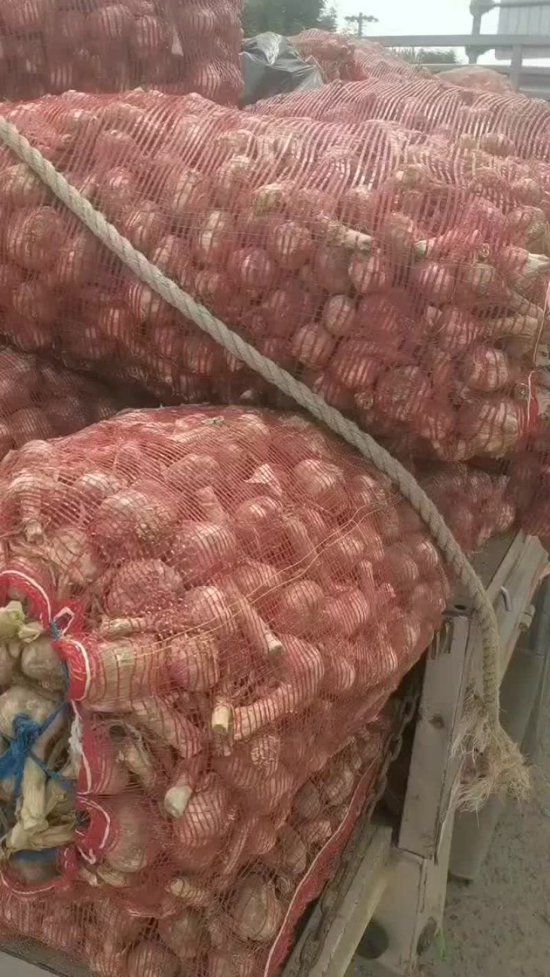 紫皮大蒜