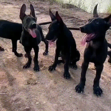 黑狼犬幼犬，大小都有公母都有疫苗驱虫已做全身乌黑镇宅辟邪看家