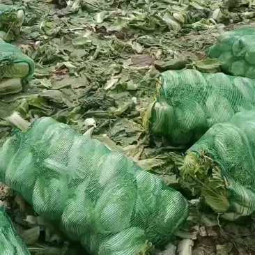 甘肃张掖蔬菜代办老侯5.8号冷库货打包中，