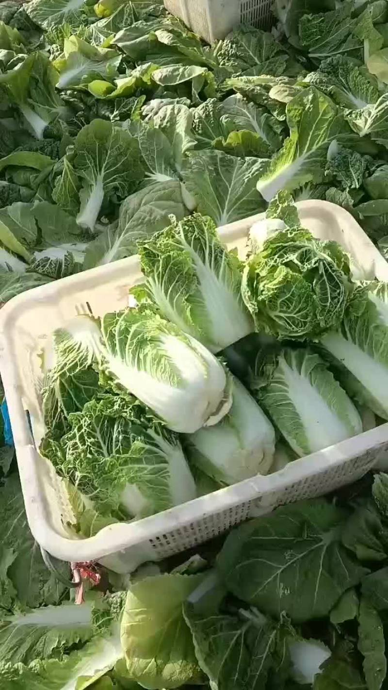甘肃张掖蔬菜代办老侯5.8号冷库货打包中，