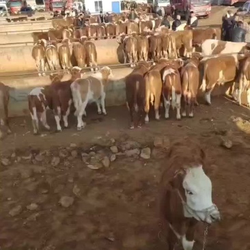 西门塔尔牛犊四代产地直销量大质优欢迎各大老板采购