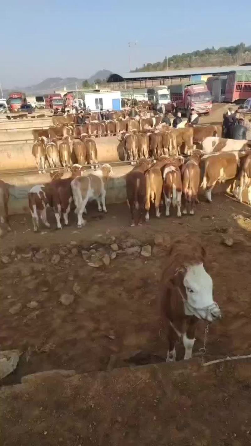 西门塔尔牛犊四代产地直销量大质优欢迎各大老板采购