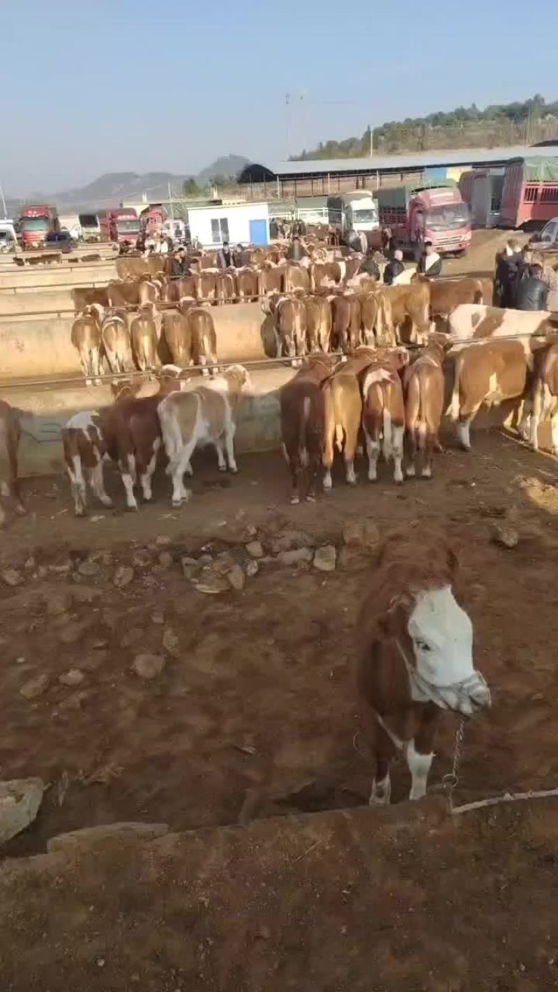 西门塔尔牛犊四代产地直销量大质优欢迎各大老板采购