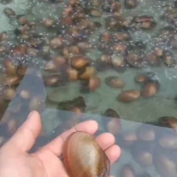 河蚌