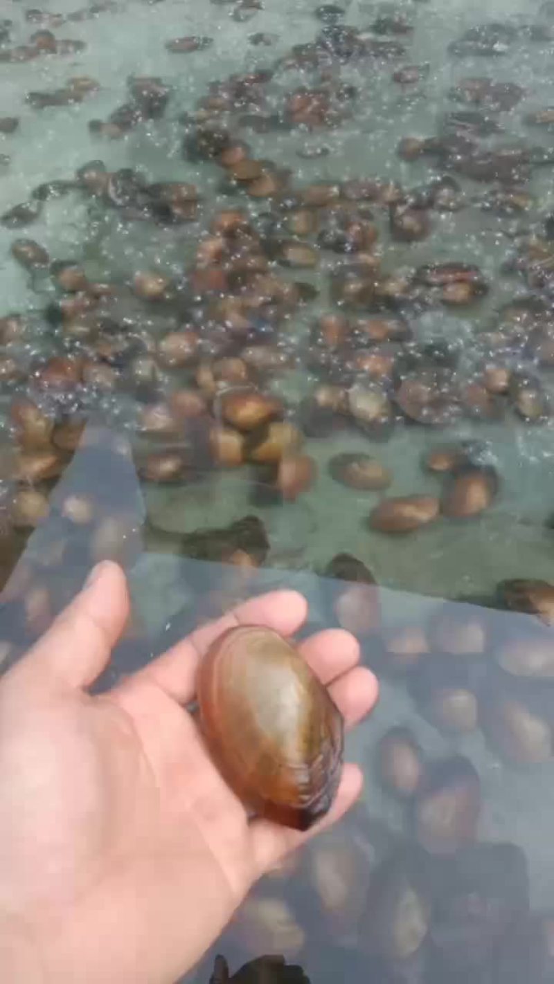 河蚌