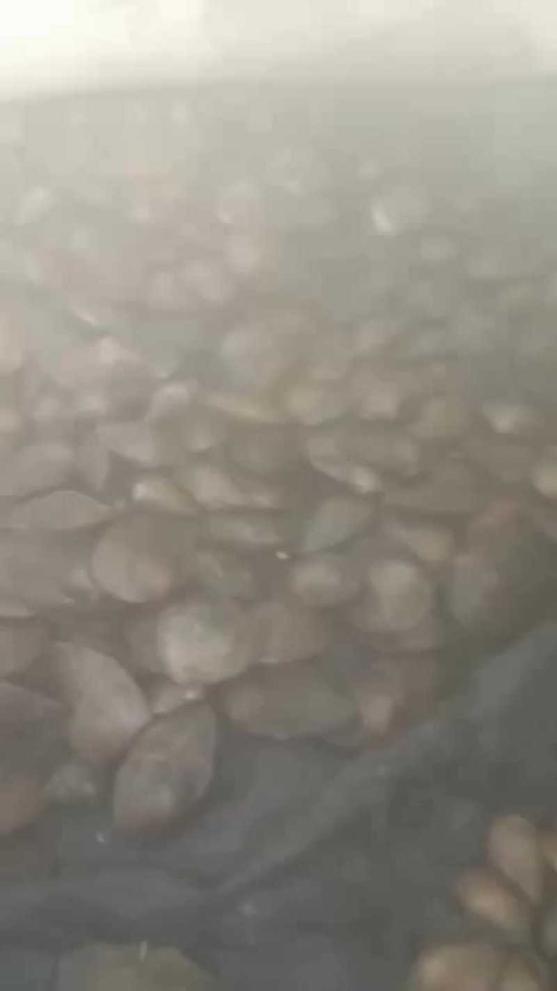河蚌