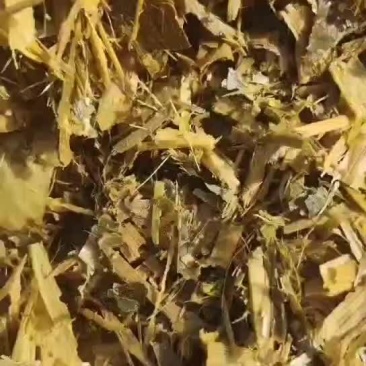 黄储