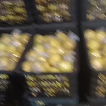 黄金贡柚