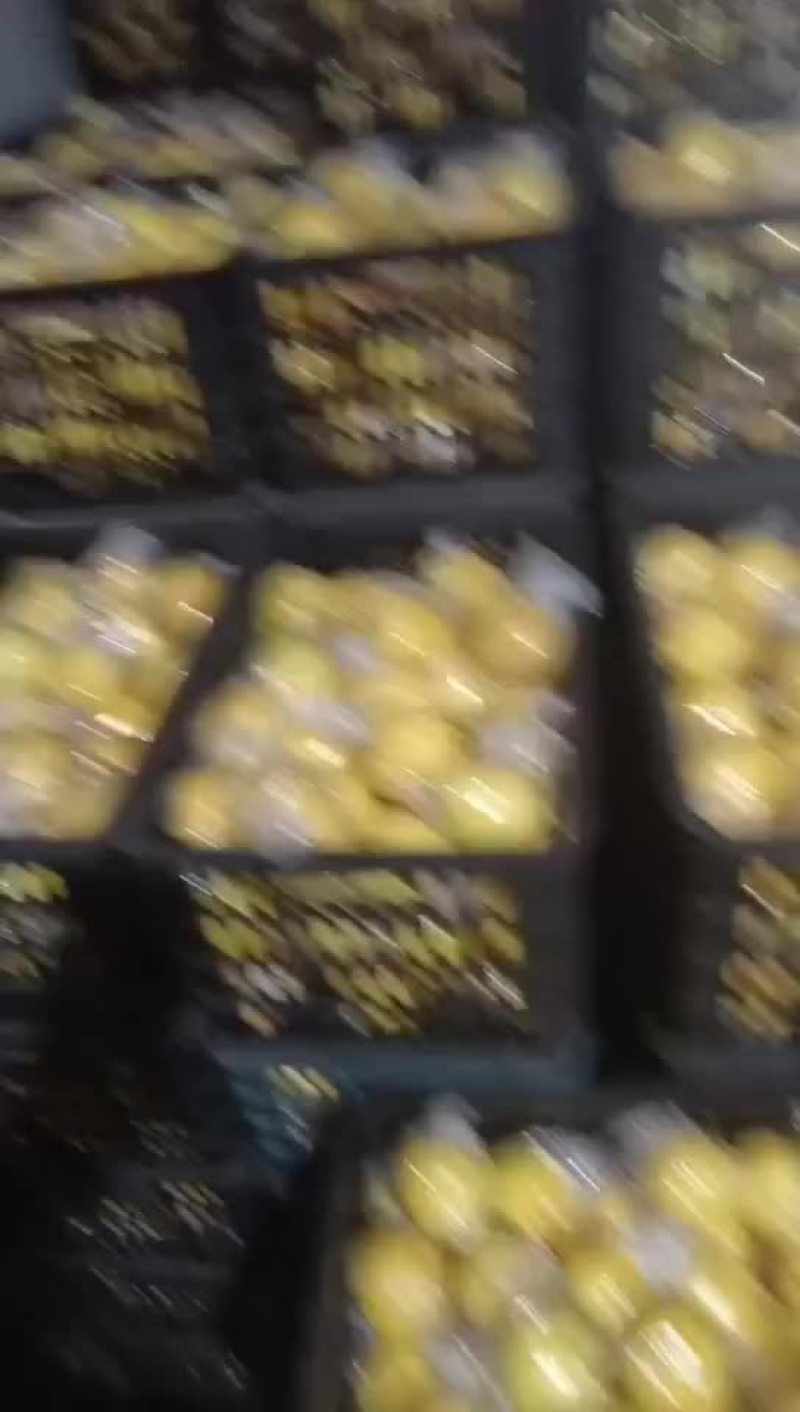 黄金贡柚