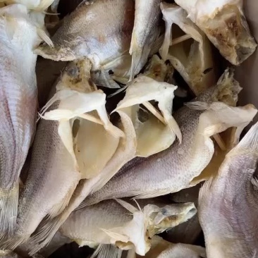鲈鱼干