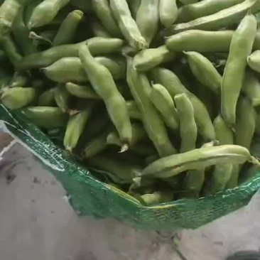 南通海安大蚕豆大量上市中