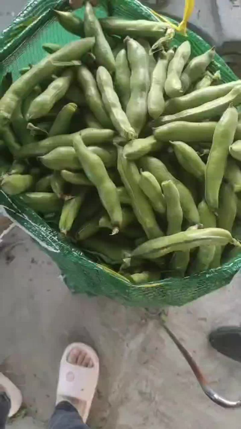 南通海安大蚕豆大量上市中