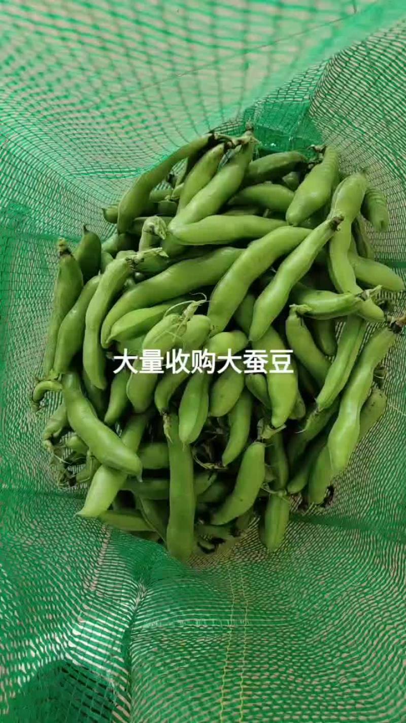 南通海安大蚕豆大量上市中