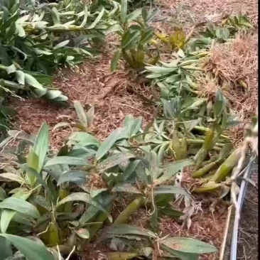 鼓槌