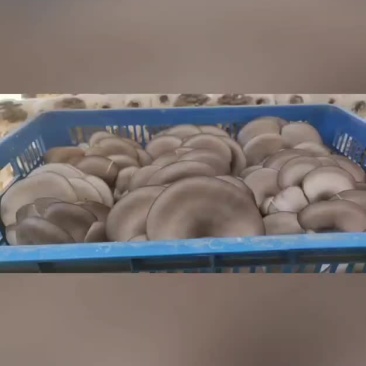 宁夏精品平菇