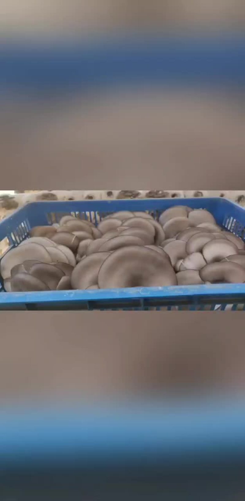 宁夏精品平菇