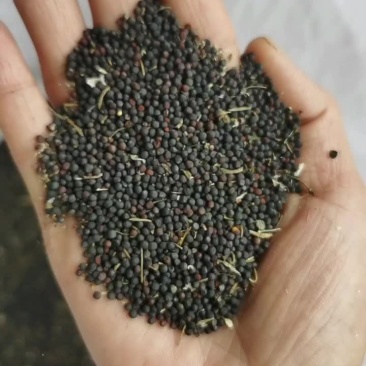 菜籽打菜籽油的。正宗菜籽，要了还把渣滓除了调。刚刚收购