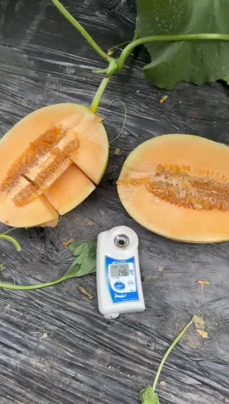 黄金蜜瓜山东金凤