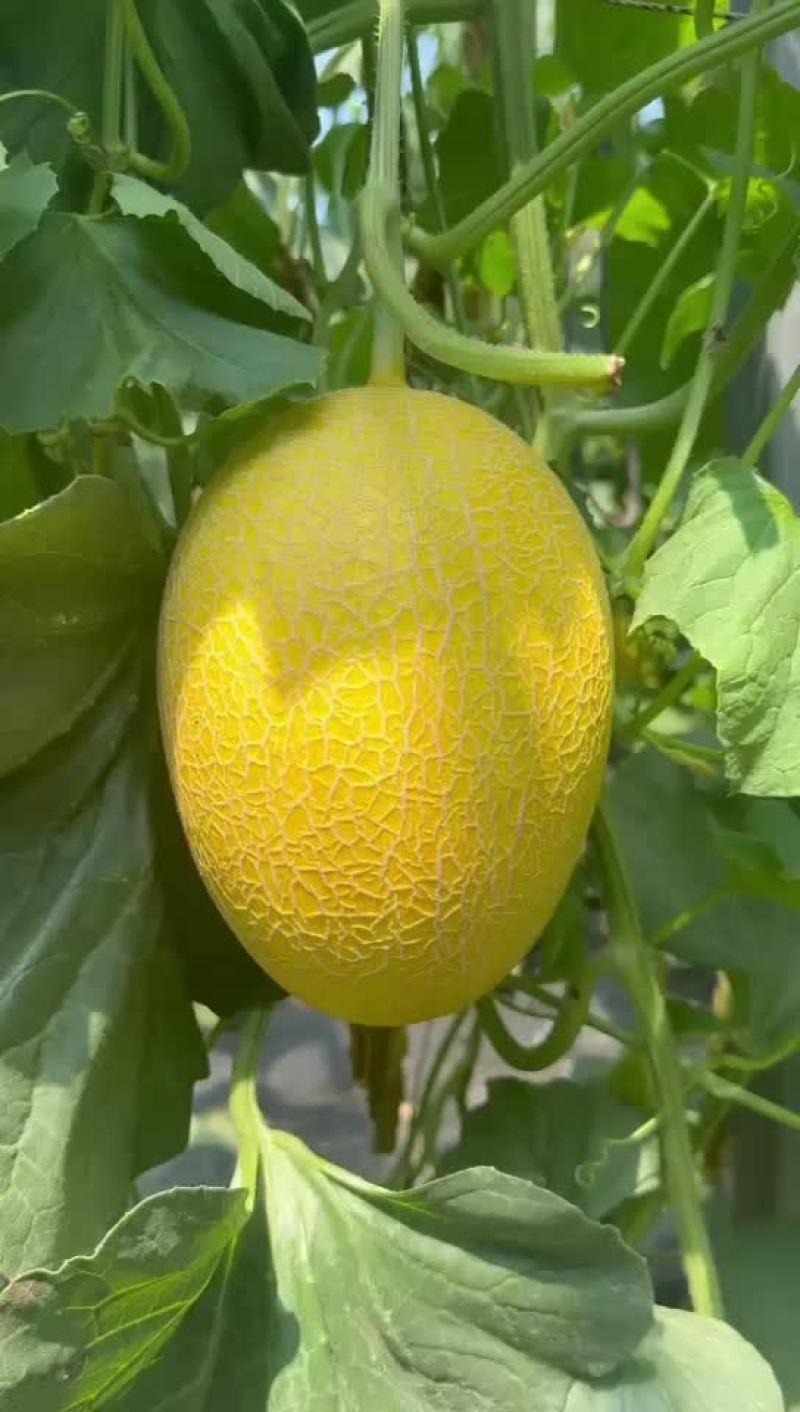 黄金蜜瓜山东金凤