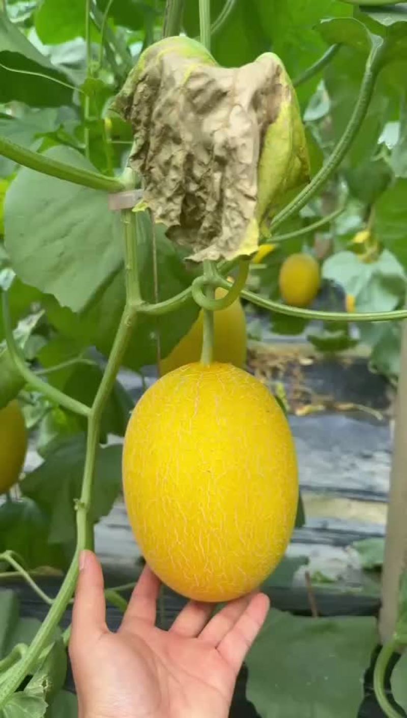 黄金蜜瓜山东金凤