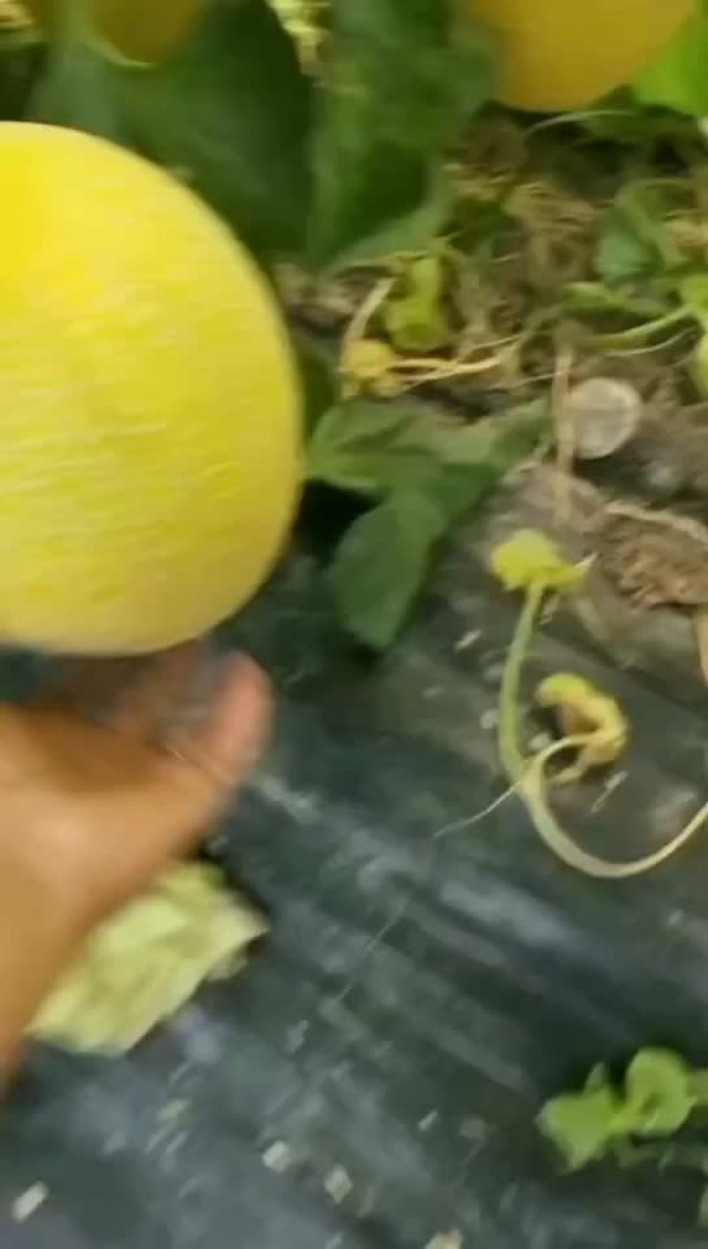 黄金蜜瓜山东金凤