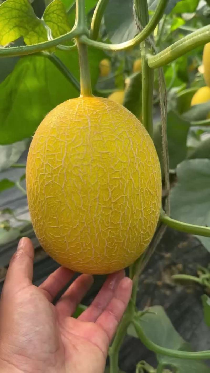 黄金蜜瓜山东金凤