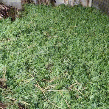 药材马鞭草苗铁马鞭草苗基地直供技术指导包存活