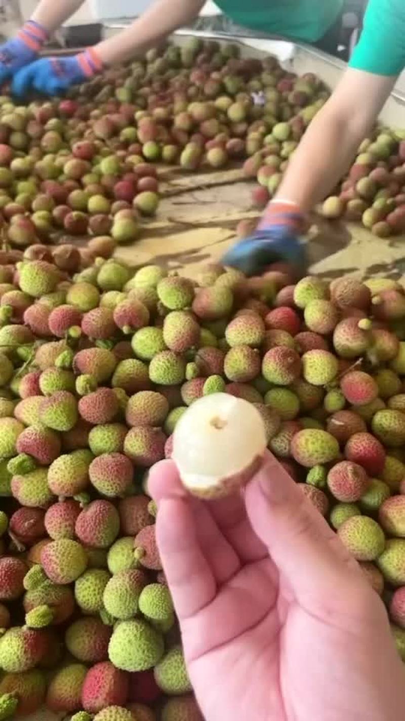 海南妃子笑荔枝