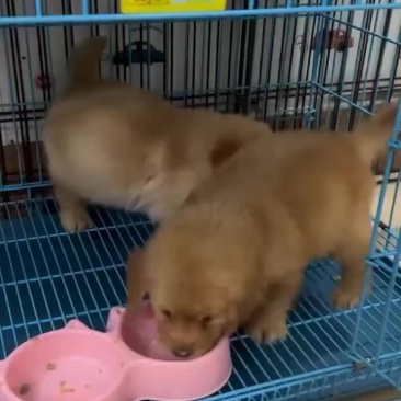 金毛幼犬疫苗驱虫都做了