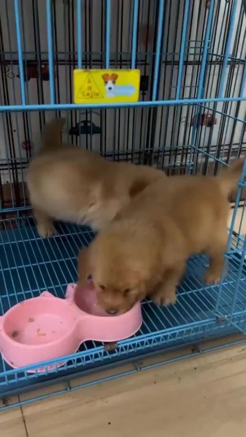 金毛幼犬疫苗驱虫都做了