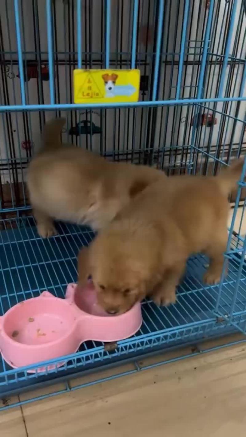 金毛幼犬疫苗驱虫都做了