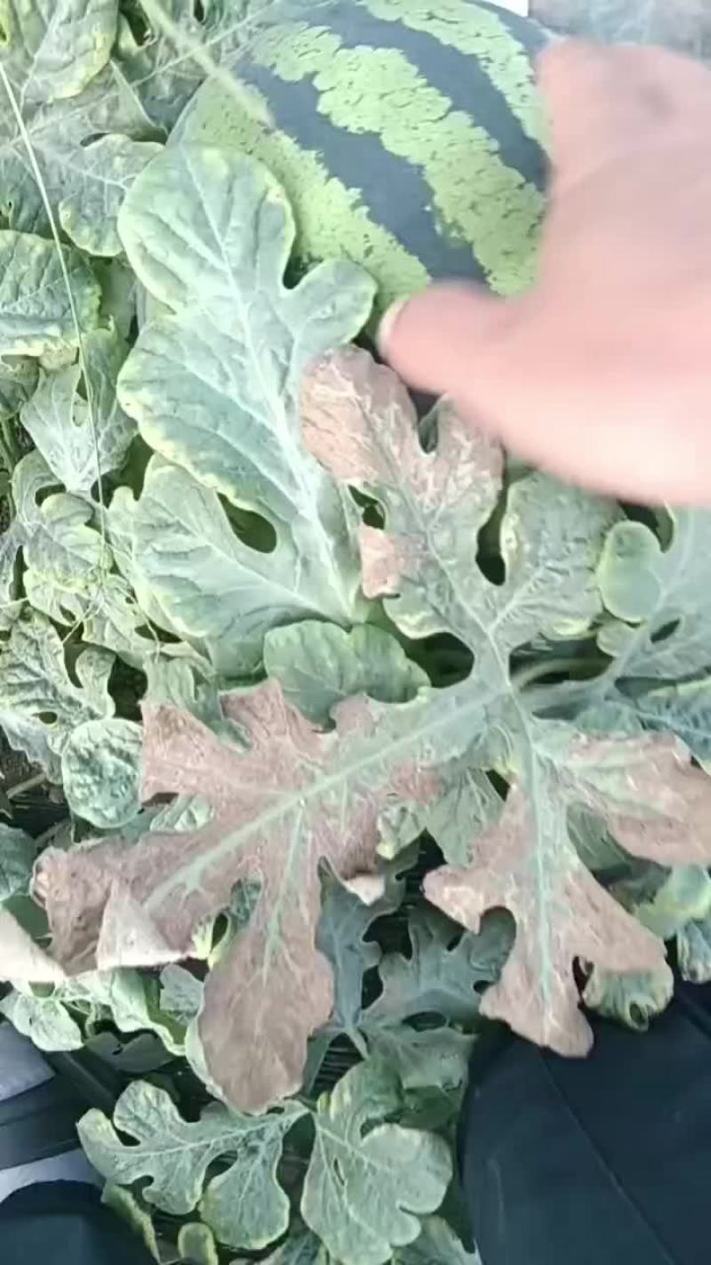 陕西甜王西瓜