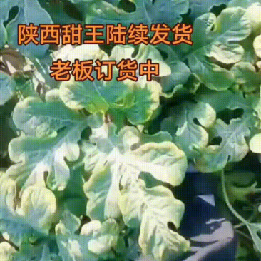 陕西甜王西瓜