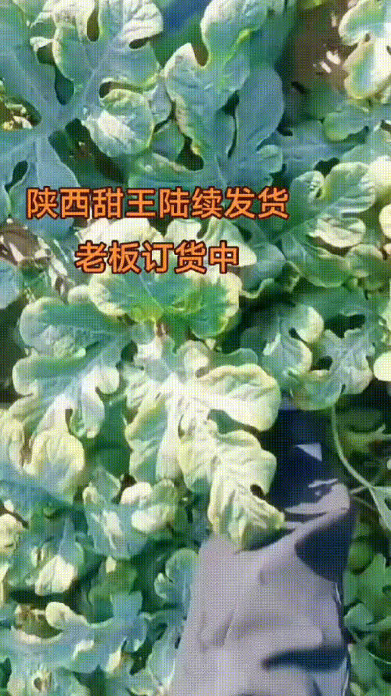 陕西甜王西瓜