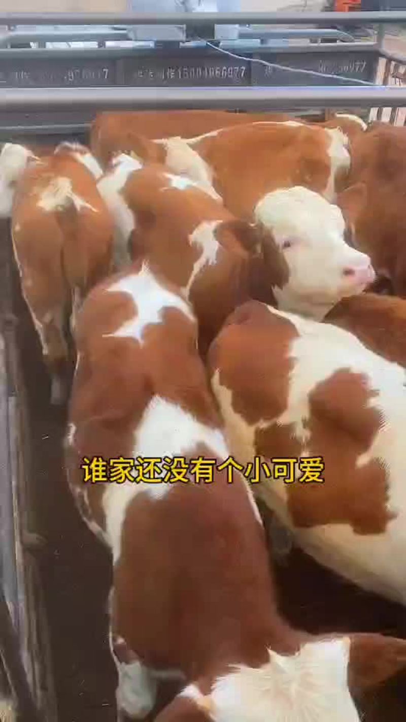 西门塔尔肉牛