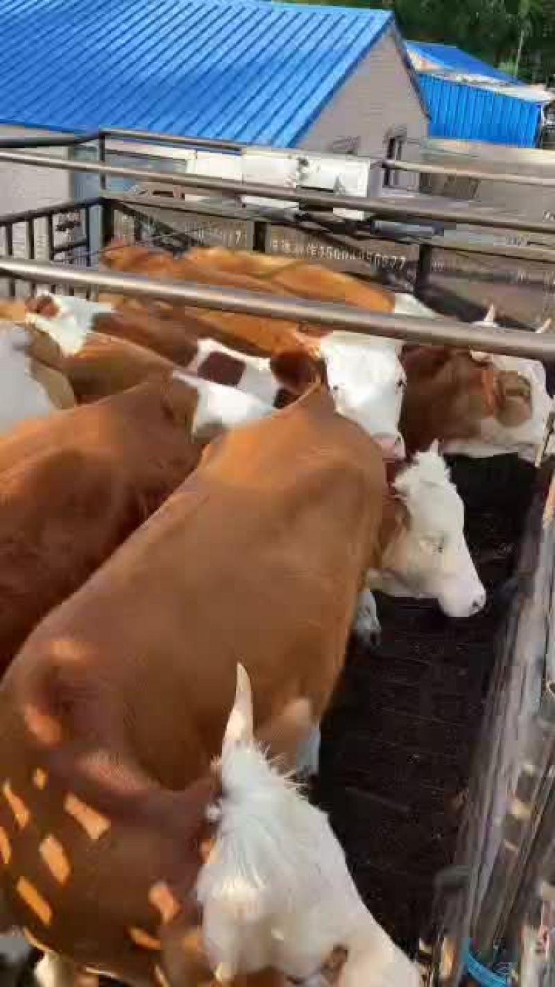 西门塔尔肉牛