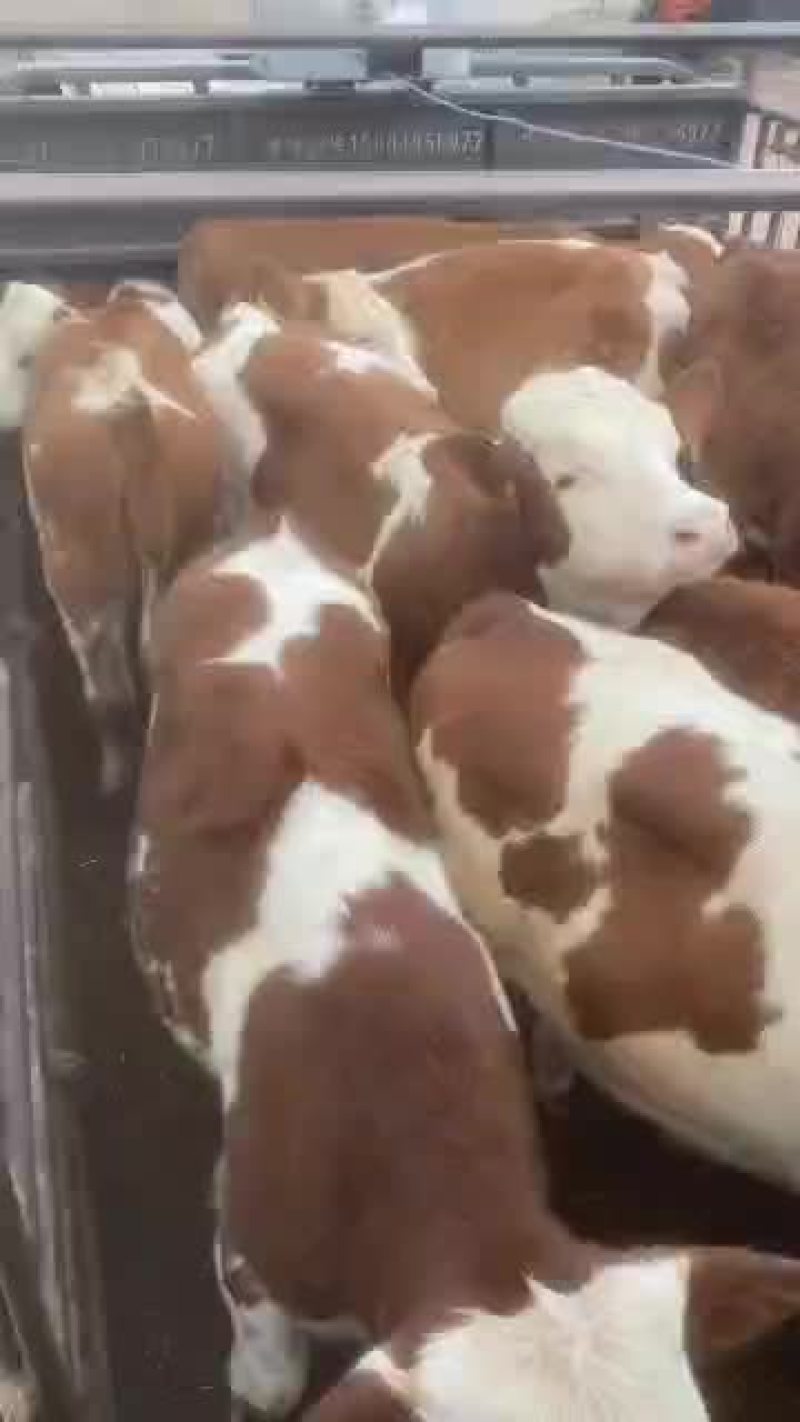 西门塔尔肉牛