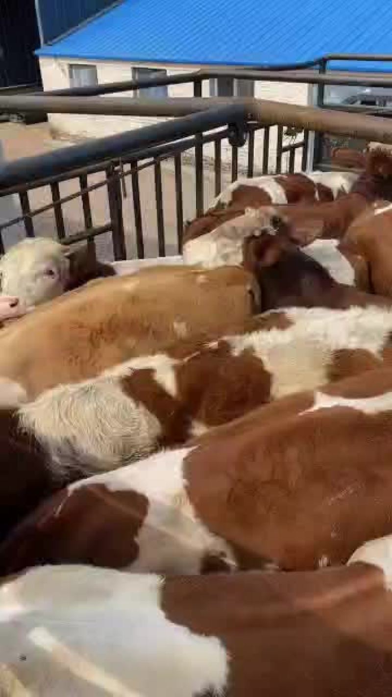 西门塔尔肉牛