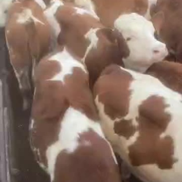 西门塔尔肉牛